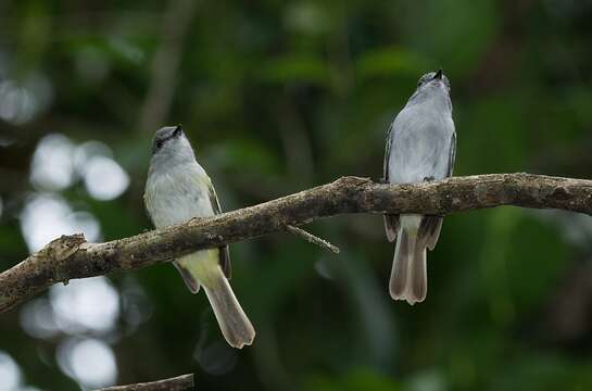 Image of Gray Elaenia