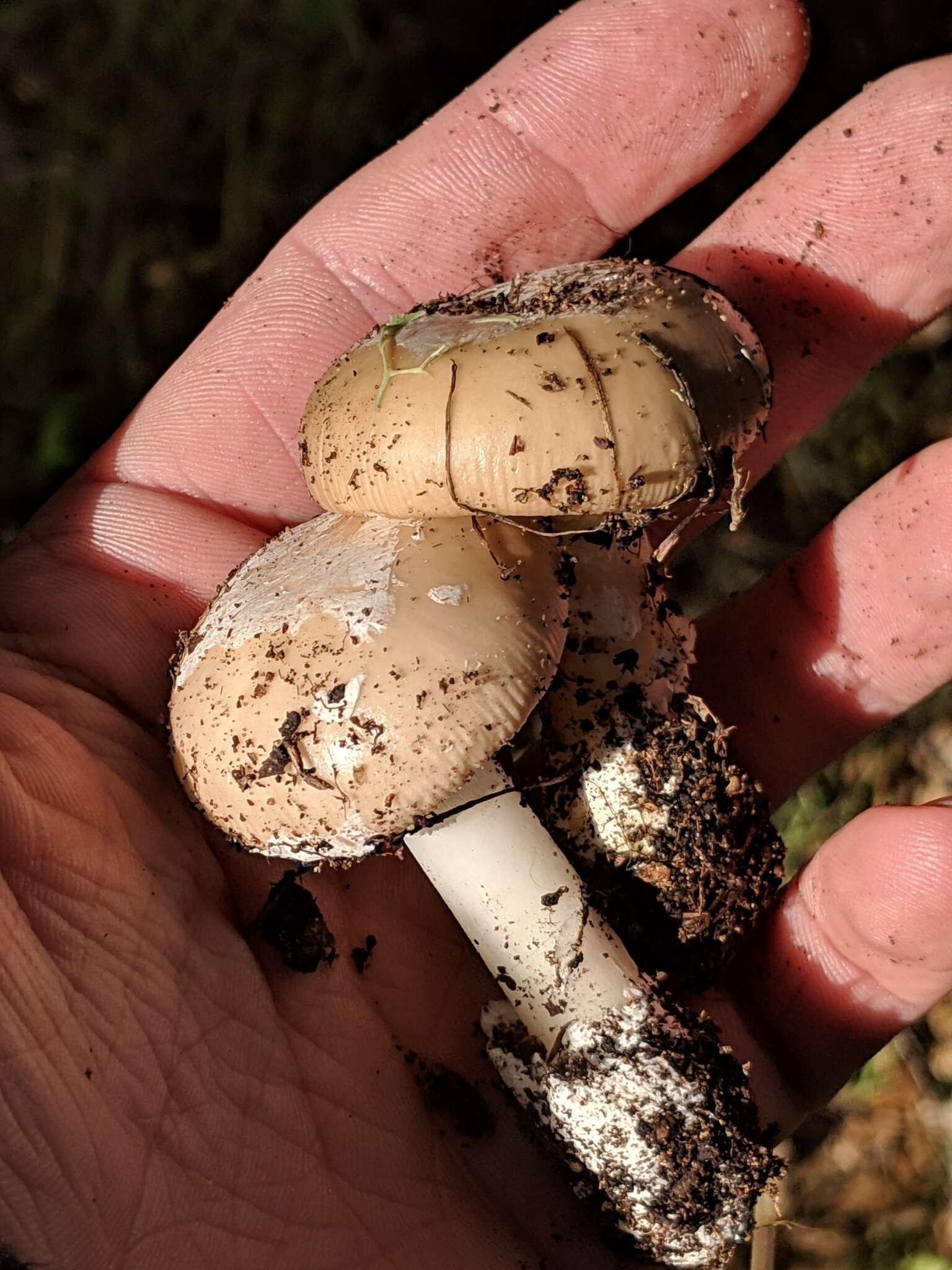 Image of Amanita calyptratoides Peck 1909