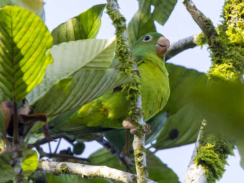 Image of Orange-chinned Parakeet