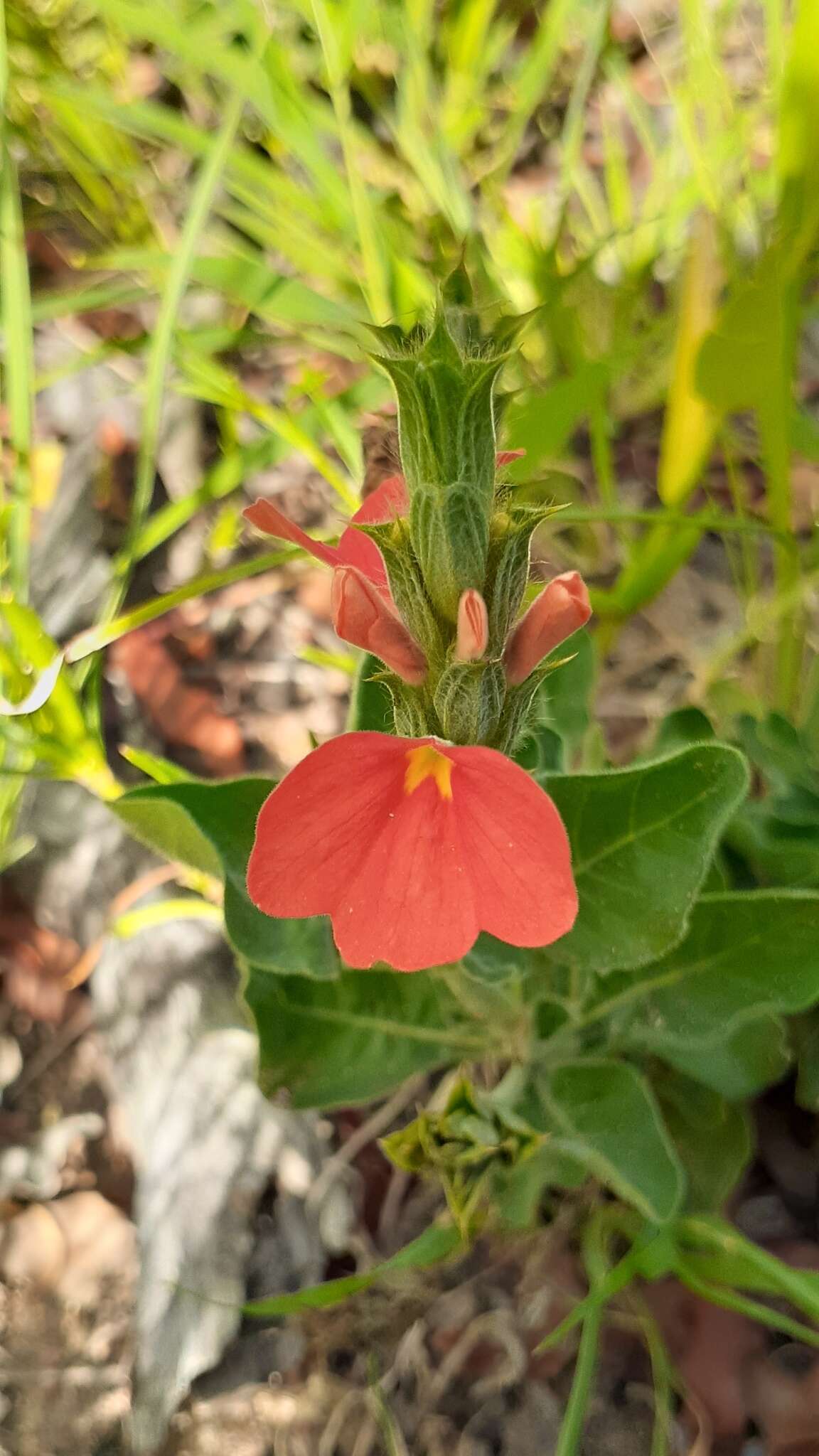 Imagem de Crossandra mucronata Lindau