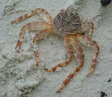 Image of Shore crab