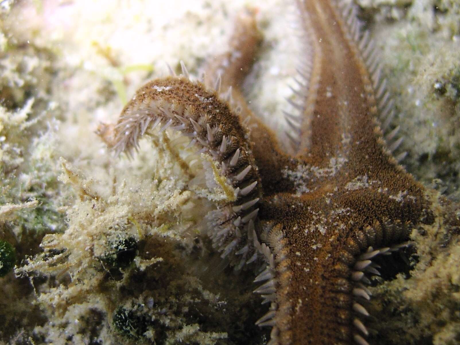 Image of Astropecten spinulosus (Philippi 1837)