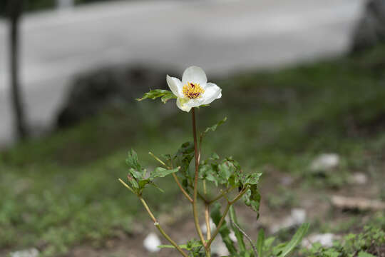 Image of Paeonia clusii subsp. rhodia (Stearn) Tsan.