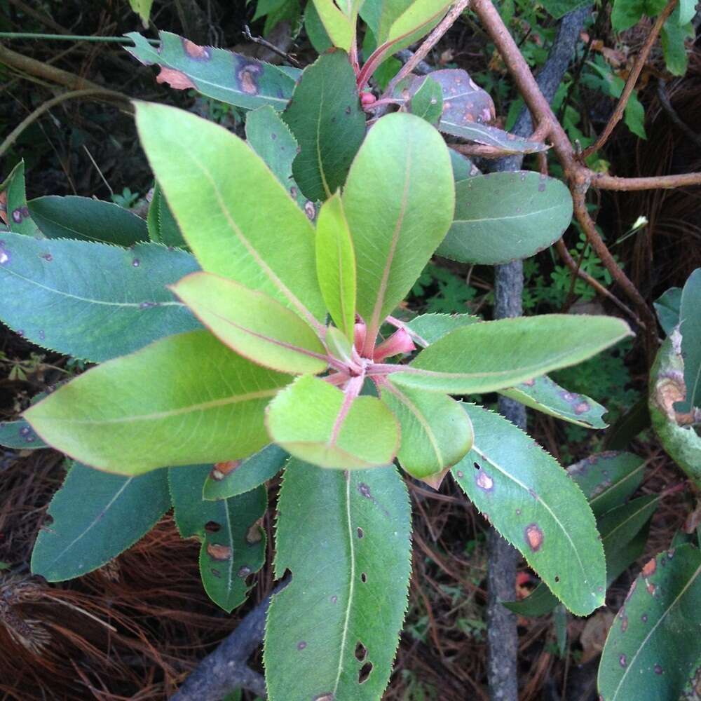 Image of Texas madrone