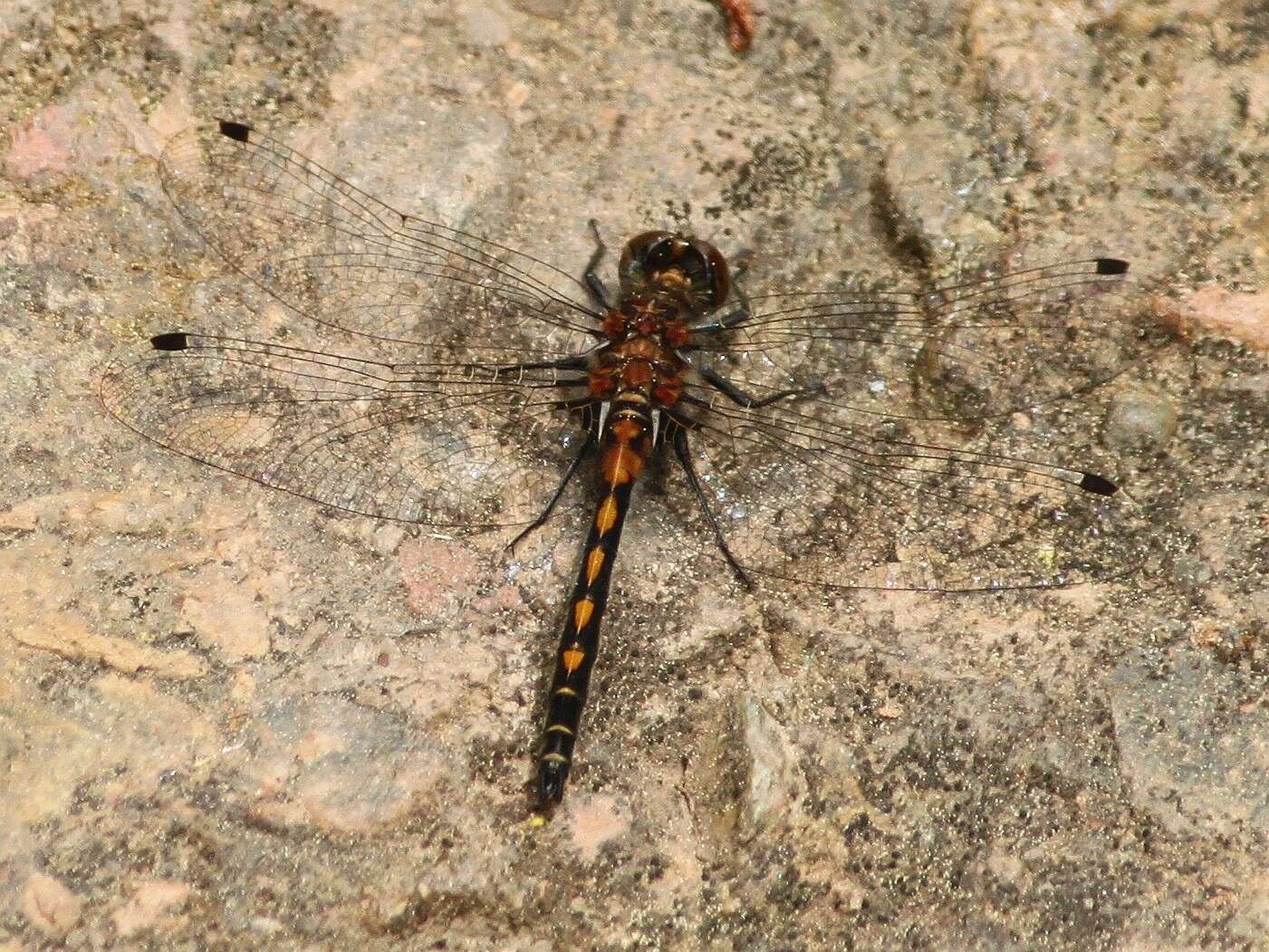 Image of Hudsonian Whiteface