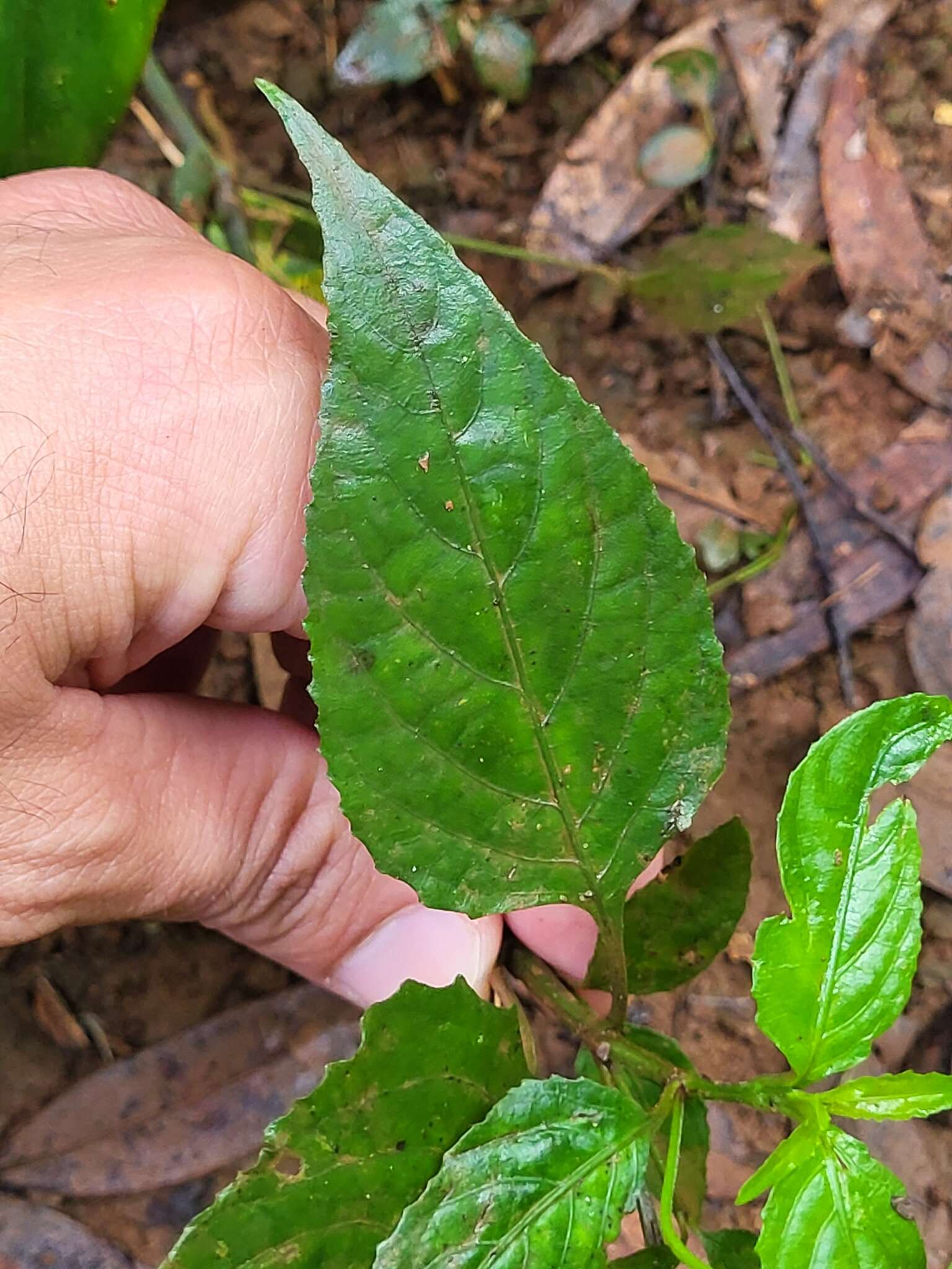 Image of Yerba-Maravilla