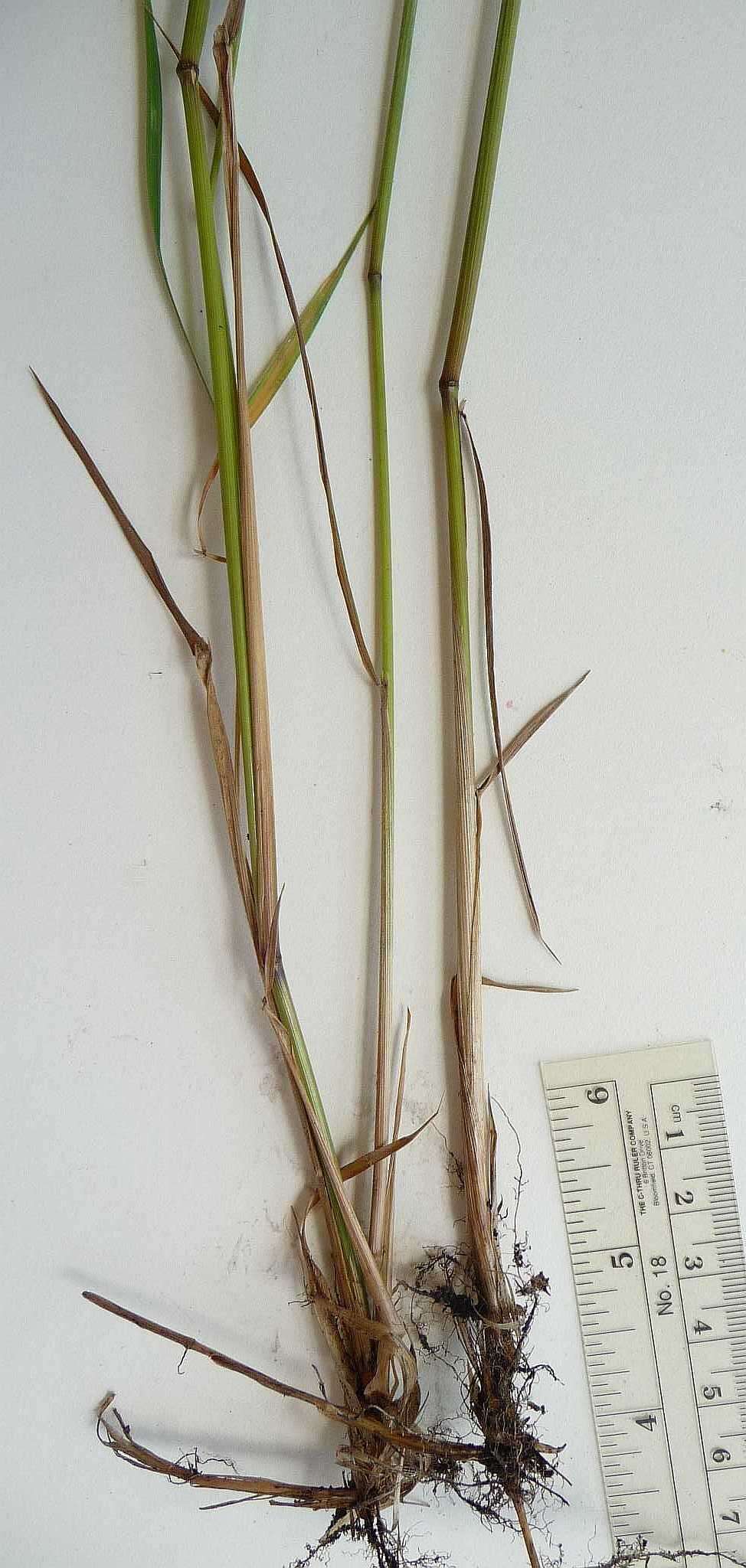 Image of Calamagrostis canadensis (Michx.) P. Beauv.