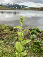 Image of white false hellebore