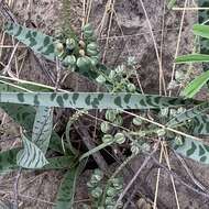 Image of Ledebouria apertiflora (Baker) Jessop