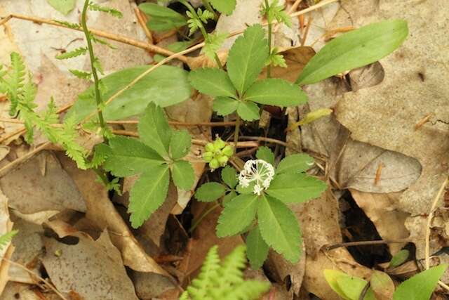 Image of dwarf ginseng