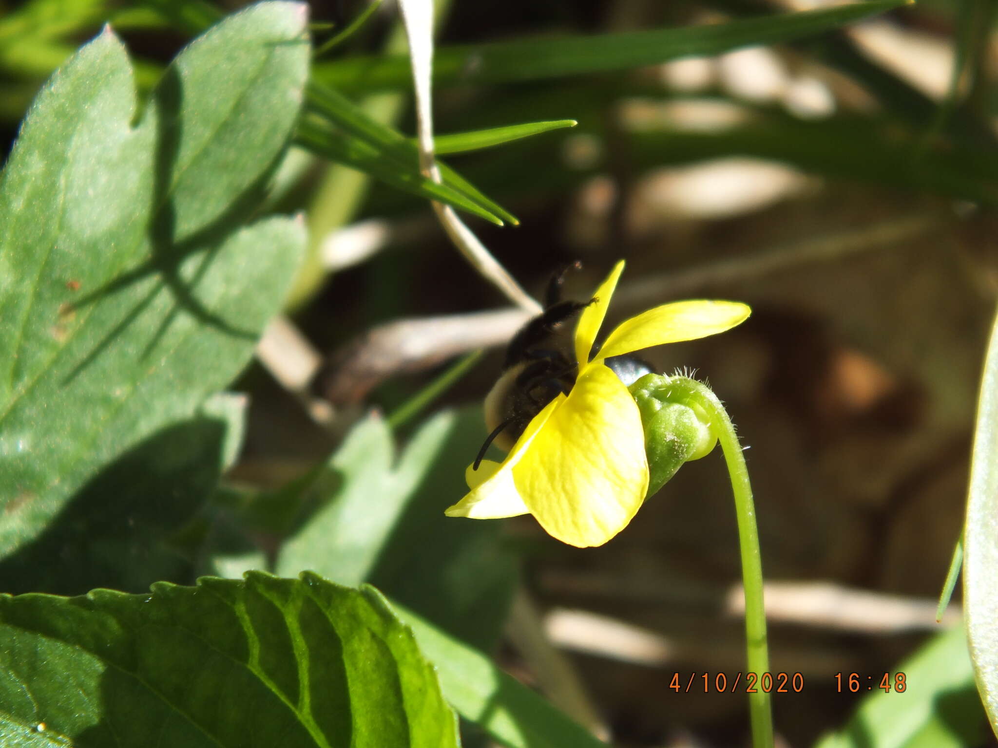 Image of Carlin's Andrena