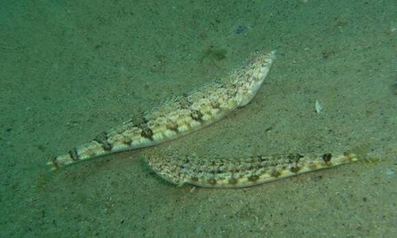 Image of Sand lizardfish