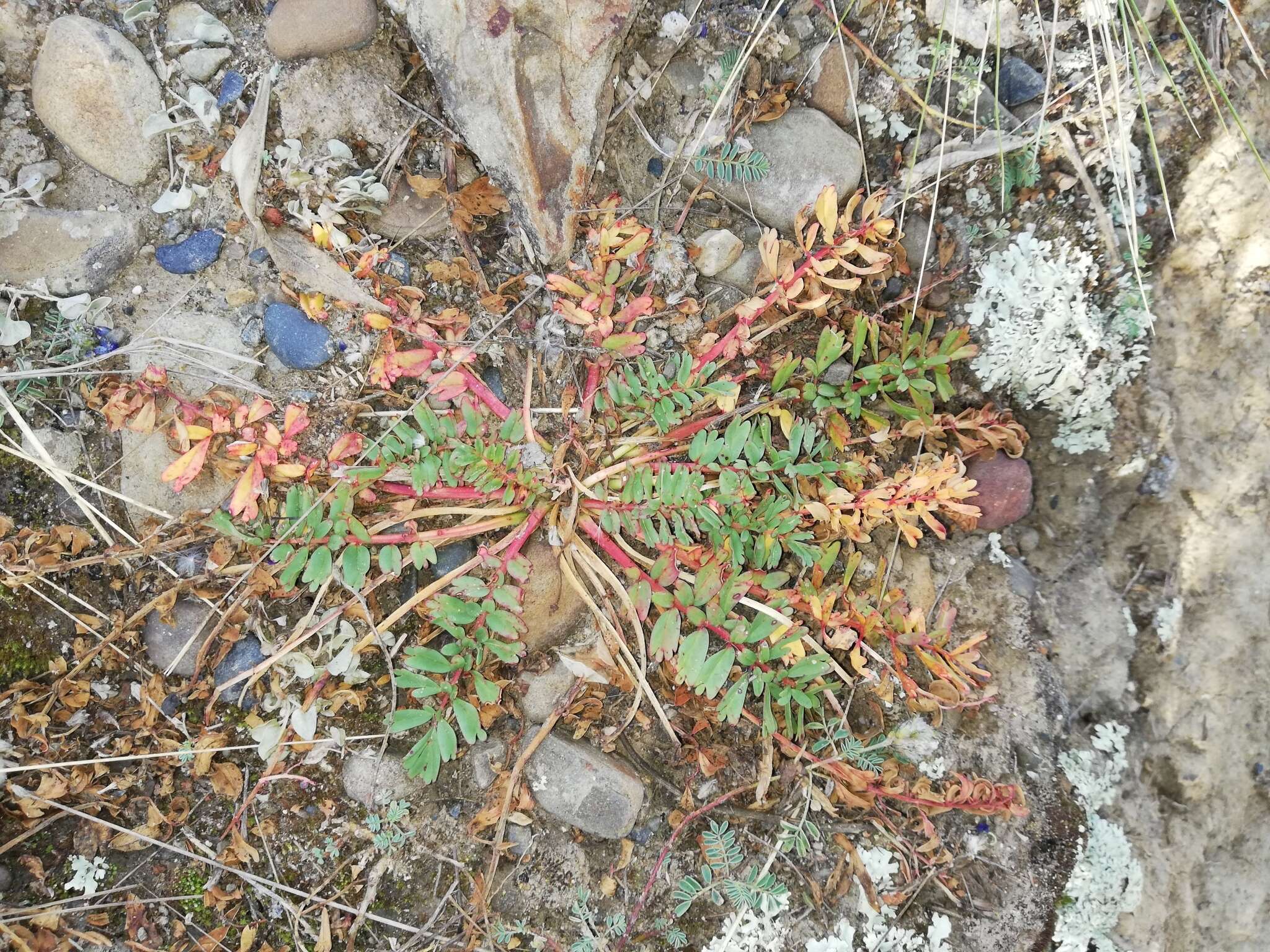 Imagem de Hypseocharis pimpinellifolia Remy