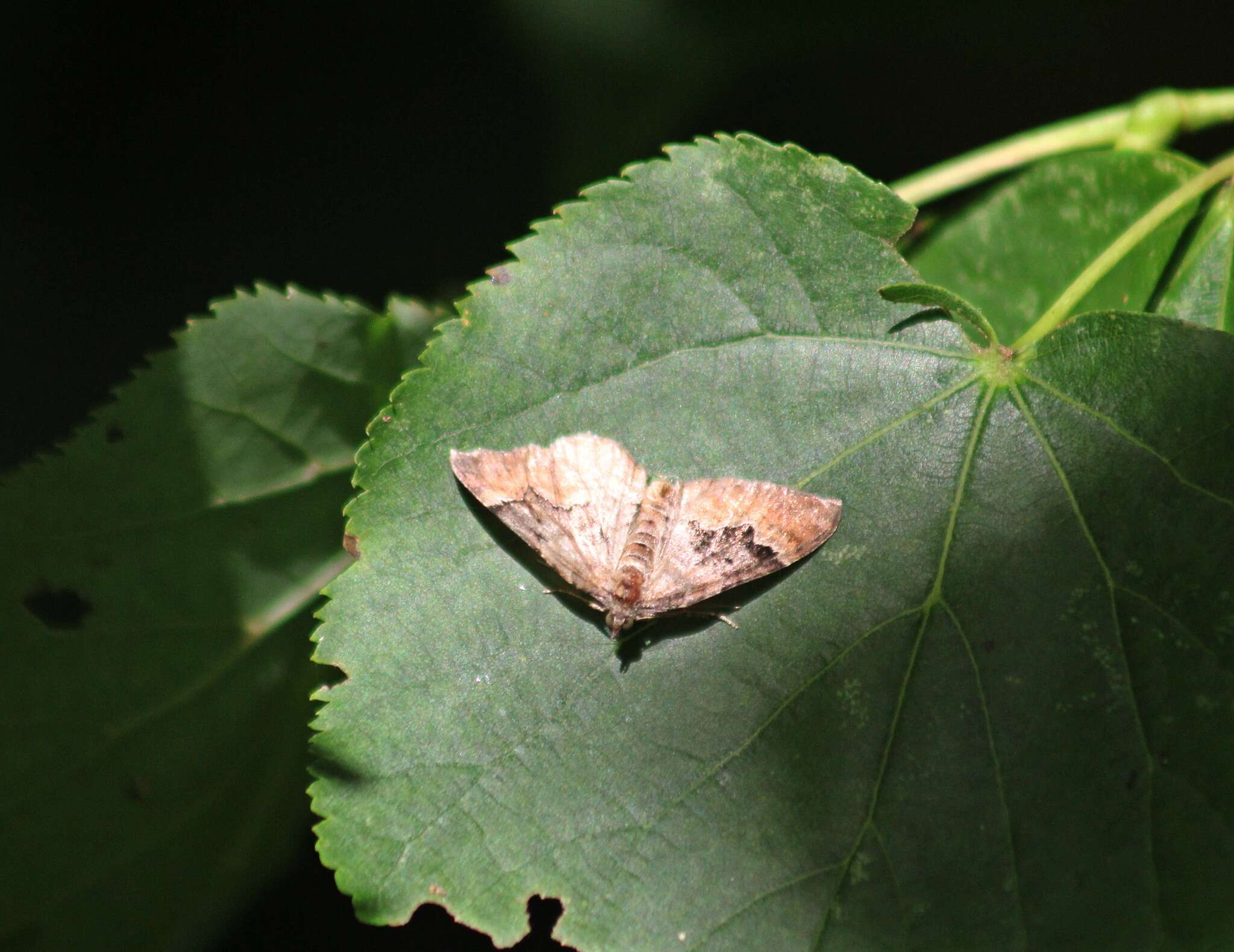 Image of large twin-spot carpet