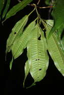 Plancia ëd Miconia longifolia (Aubl.) DC.