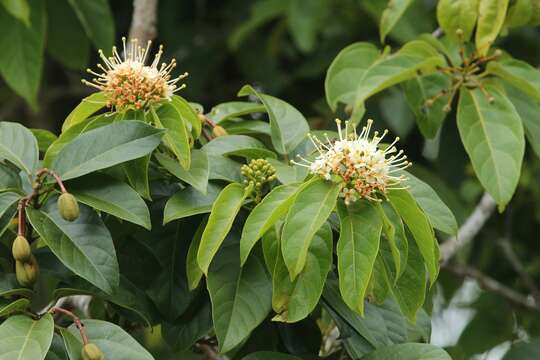 Image of Reevesia pubescens Mast.