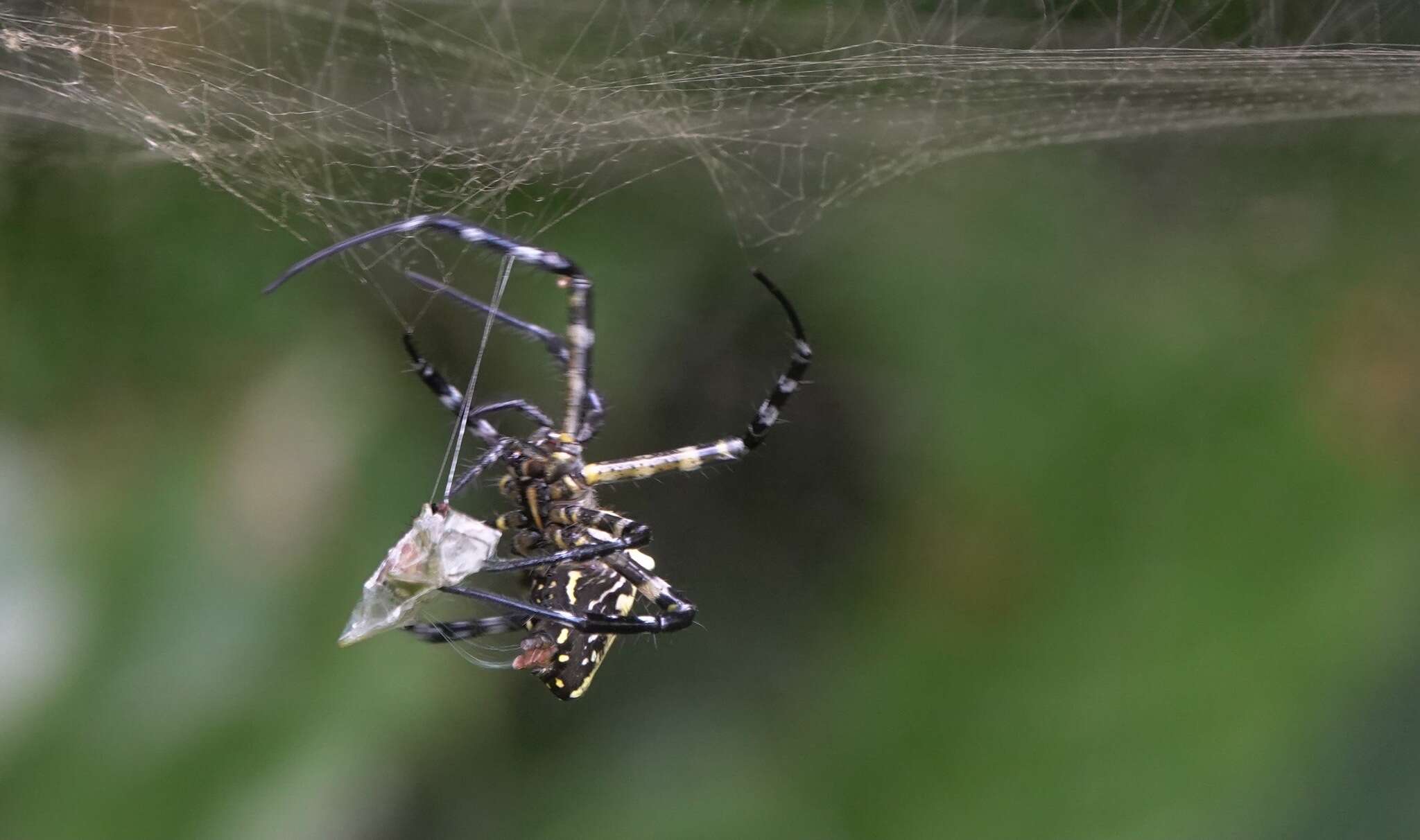 Imagem de Cyrtophora cylindroides (Walckenaer 1841)