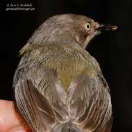 Image of Apalis thoracica rhodesiae Gunning & Roberts 1911