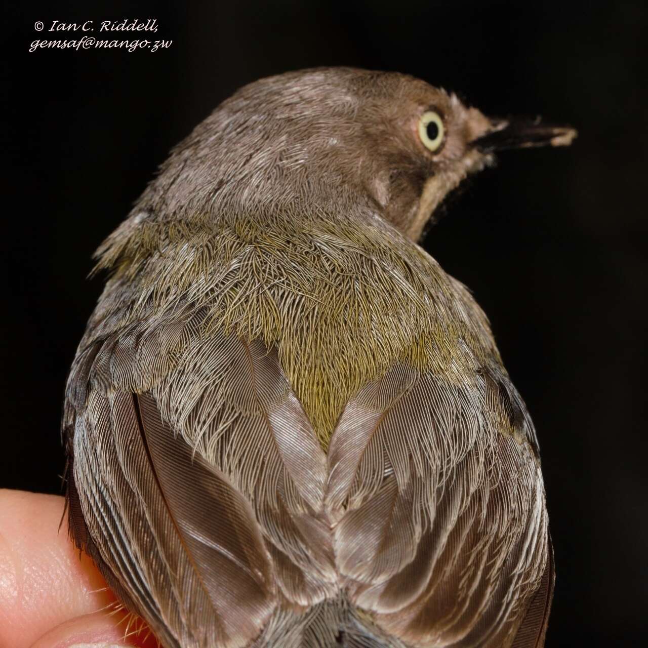 Image of Apalis thoracica rhodesiae Gunning & Roberts 1911