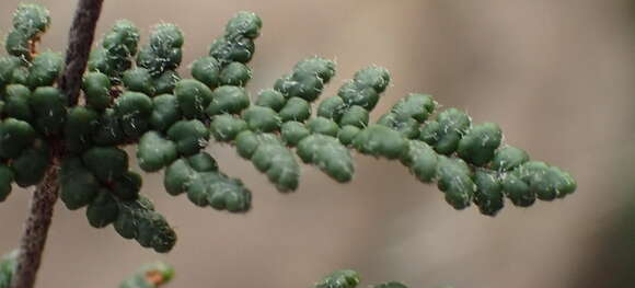 Image of Cheilanthes induta Kunze