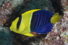 Image of Bicolor Angelfish