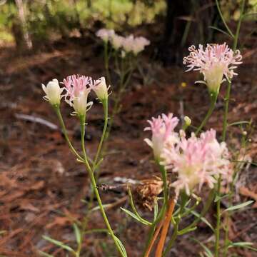 Image of coastal plain palafox