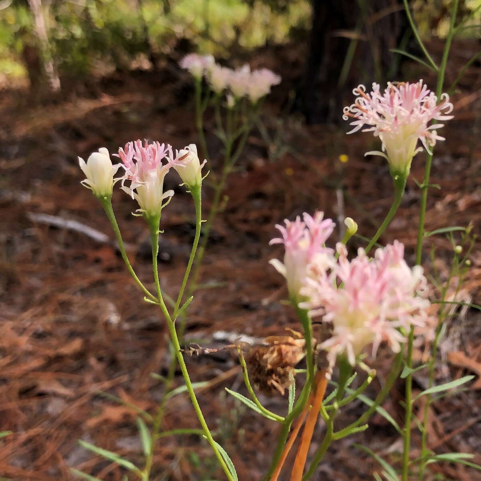 Image of coastal plain palafox