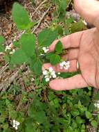 Image of velvet shrubverbena