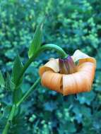 Image of Lilium ponticum K. Koch