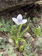 Image of Himalayan windflower