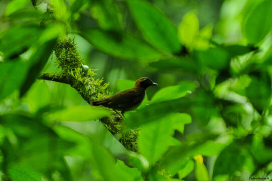 Image of Mayan Antthrush