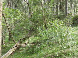 Image of Quassia bidwillii (Hook. fil.) Nooteboom