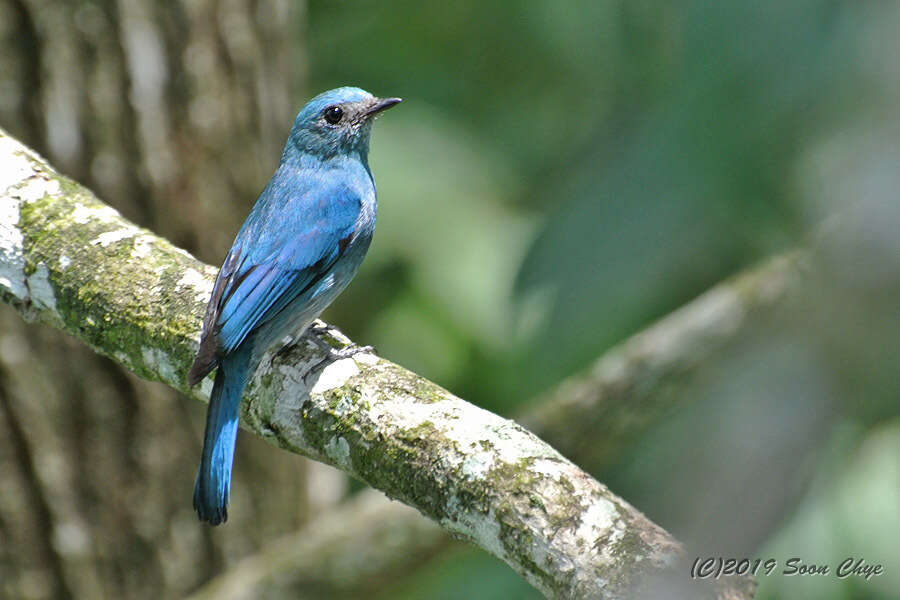 Image of Verditer Flycatcher (Southern)