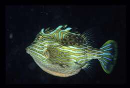 Image of Shaw&#39;s cowfish