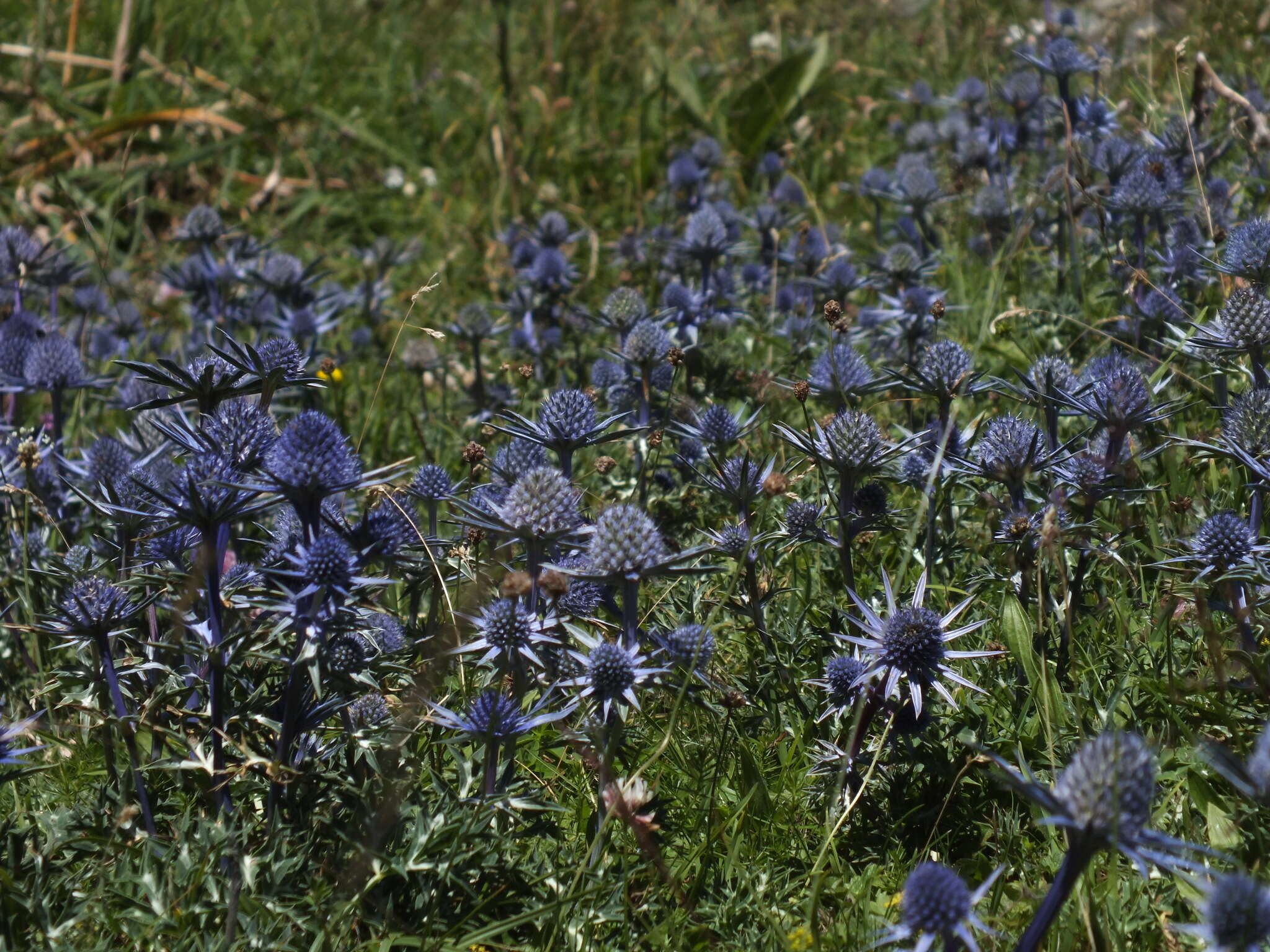 Imagem de Eryngium bourgatii Gouan