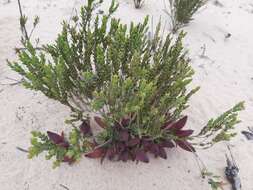 Image of Darwinia speciosa (Meissner) Benth.