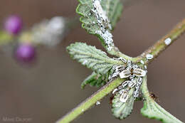 Image of Greenhouse orthezia