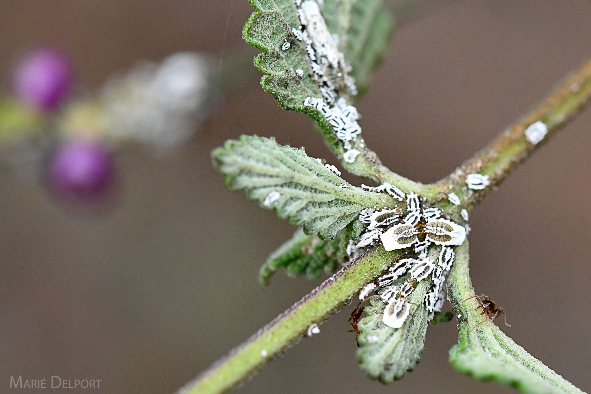 Image of Greenhouse orthezia