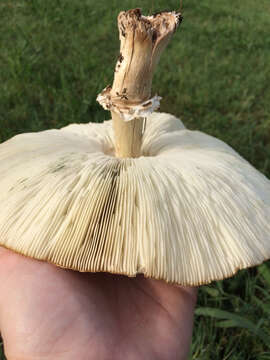 Image of Green-spored parasol