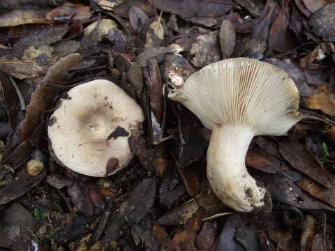 Image of Lactarius ilicis Sarnari 1993