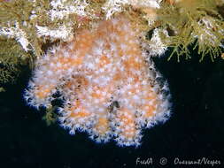 Imagem de Alcyonium glomeratum (Hassall 1843)