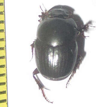 Imagem de Euonthophagus carbonarius (Klug 1855)