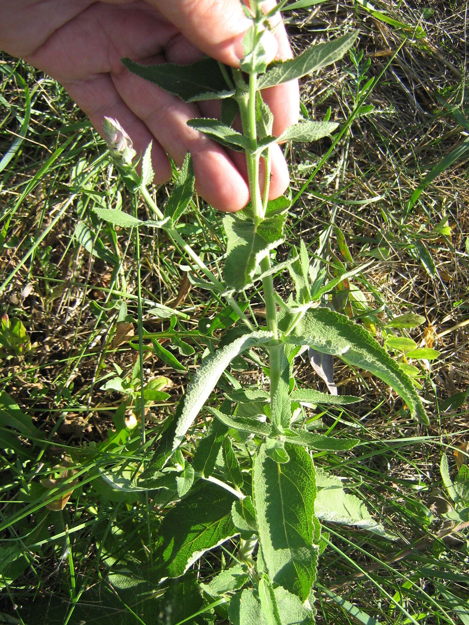 Imagem de Salvia nemorosa subsp. pseudosylvestris (Stapf) Bornm.