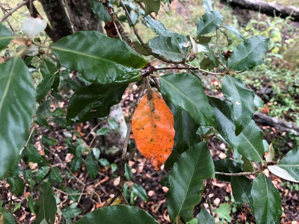 Imagem de Croton insularis Baill.