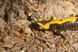 Image de Salamandra salamandra terrestris Lacépède 1788