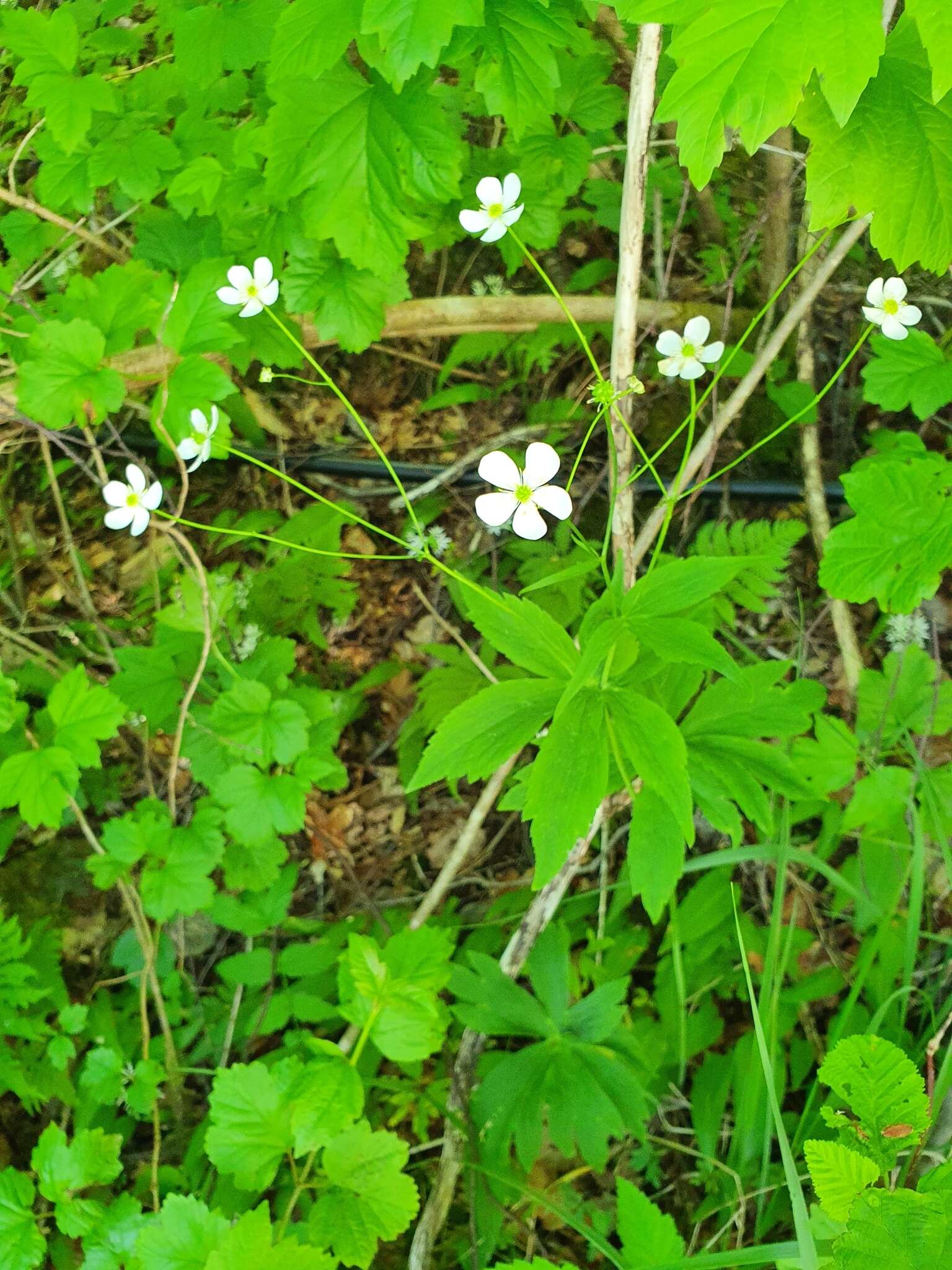 Plancia ëd Ranunculus platanifolius L.