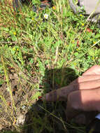 Image of longbeak stork's bill