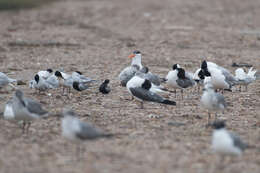 Image of Black Tern