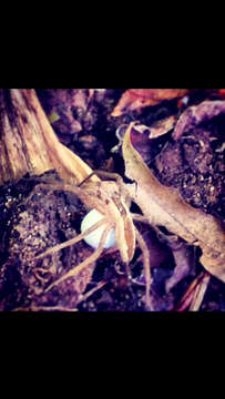 Image of Nursery Web Spider