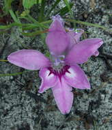 Image of Babiana nana subsp. maculata (Klatt) Goldblatt & J. C. Manning